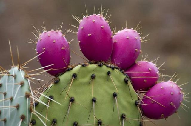 做人，學會了這三種心機，即可“猛獸獨行”