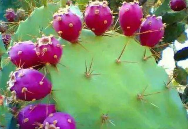 做人，學會了這三種心機，即可“猛獸獨行”