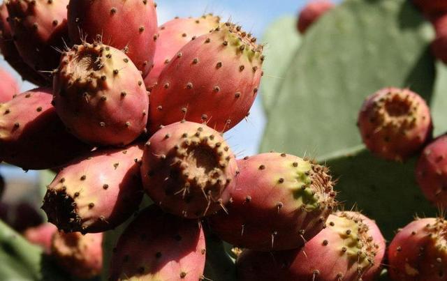 做人，學會了這三種心機，即可“猛獸獨行”