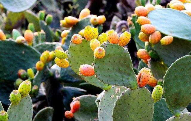 做人，學會了這三種心機，即可“猛獸獨行”