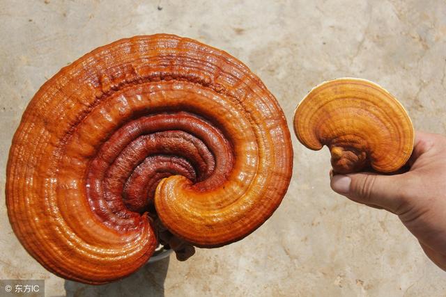 今年最全的中藥體質養生湯配方大全，收藏一份不用再看其他養生湯