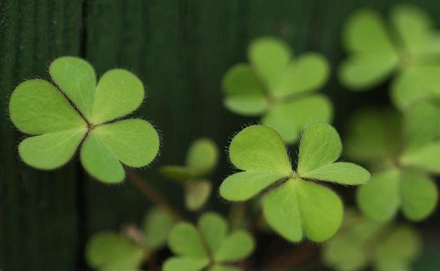 你願意讓自己平凡過一生嗎？ 我問了十個人，答案竟出奇一致
