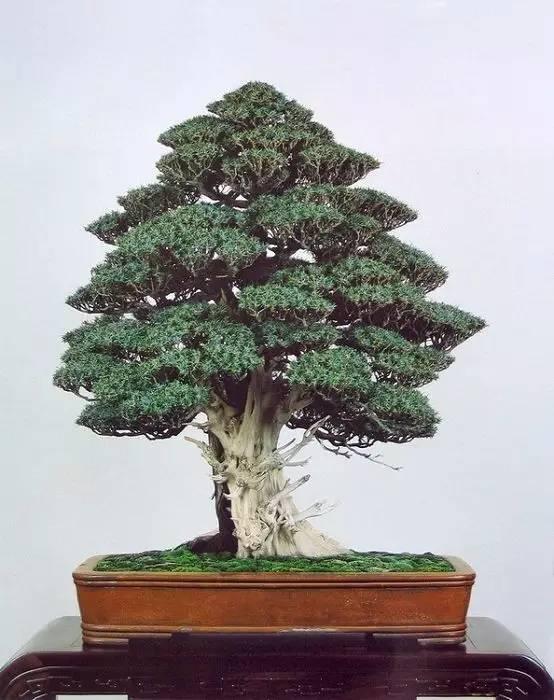 100種禪意盆栽，100種絕美風情……