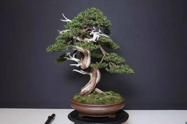 100種禪意盆栽，100種絕美風情……