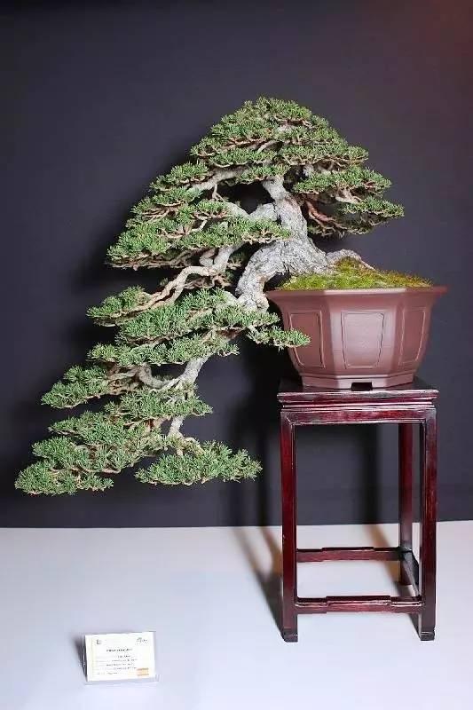 100種禪意盆栽，100種絕美風情……