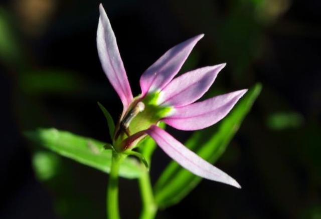 做一個“狡猾”的老實人，很有必要