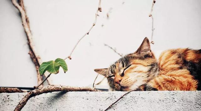 古訓：你的語氣決定了你的運氣