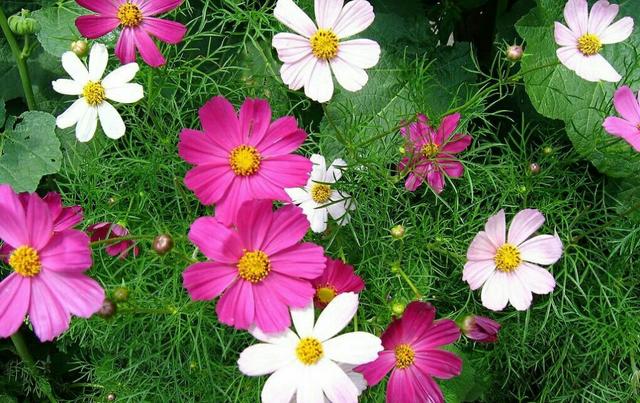 做人無愧，心才會坦然，做事無愧，人才不會猥瑣！