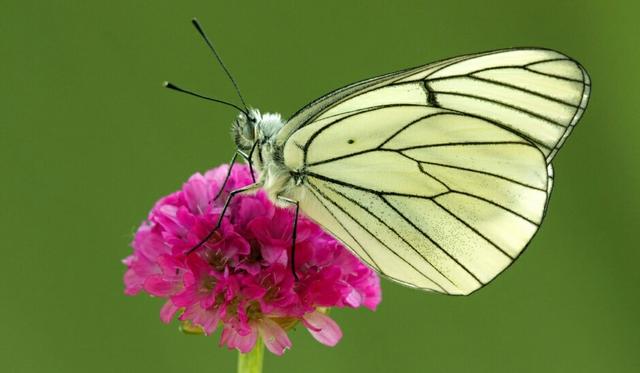做人無愧，心才會坦然，做事無愧，人才不會猥瑣！