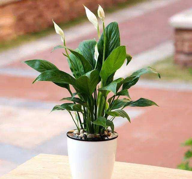葉片寬大翠綠，花朵潔白高雅，家裡養好一盆白掌，更能突顯氣質！