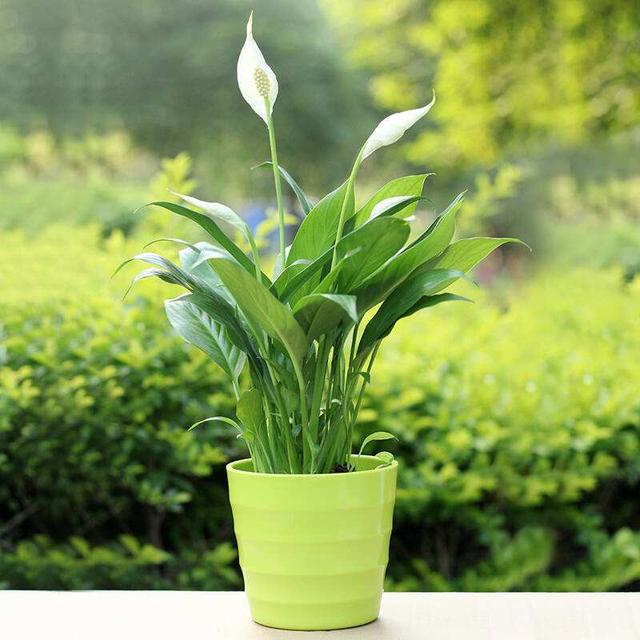 葉片寬大翠綠，花朵潔白高雅，家裡養好一盆白掌，更能突顯氣質！