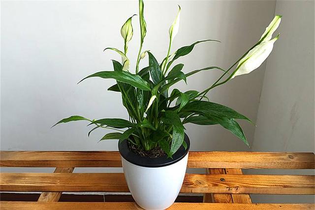 葉片寬大翠綠，花朵潔白高雅，家裡養好一盆白掌，更能突顯氣質！