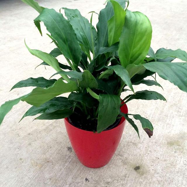 葉片寬大翠綠，花朵潔白高雅，家裡養好一盆白掌，更能突顯氣質！