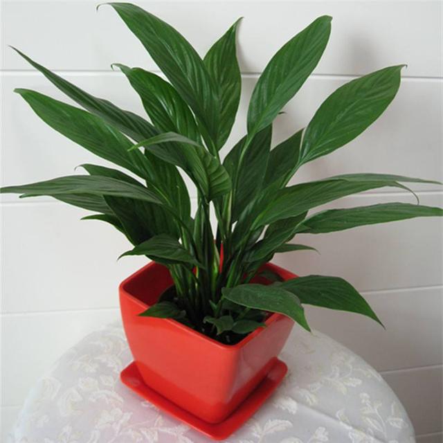 葉片寬大翠綠，花朵潔白高雅，家裡養好一盆白掌，更能突顯氣質！