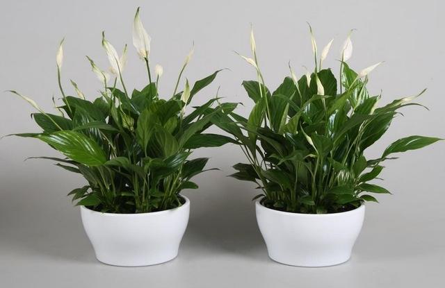 葉片寬大翠綠，花朵潔白高雅，家裡養好一盆白掌，更能突顯氣質！