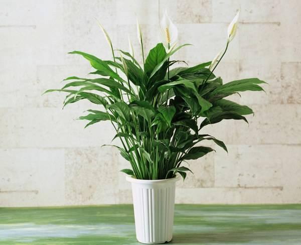 葉片寬大翠綠，花朵潔白高雅，家裡養好一盆白掌，更能突顯氣質！