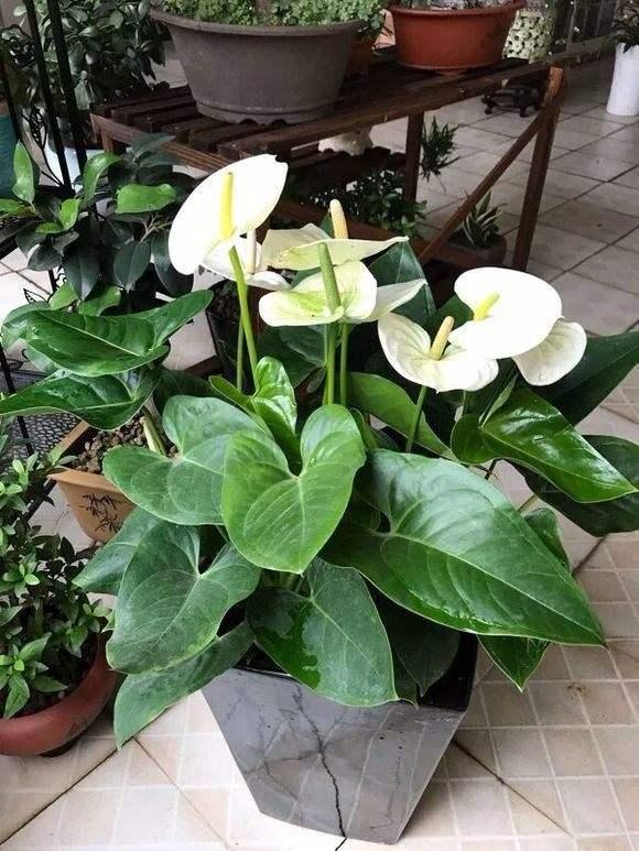葉片寬大翠綠，花朵潔白高雅，家裡養好一盆白掌，更能突顯氣質！