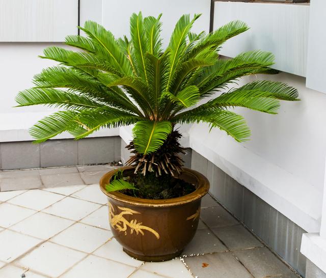 壽命長葉片翠綠，居家熱門盆景鐵樹，你真的了解它嗎？