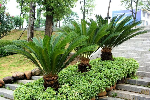 壽命長葉片翠綠，居家熱門盆景鐵樹，你真的了解它嗎？