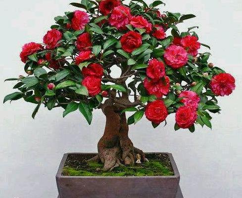 剛養盆景不懂澆水！ 那就先學入門篇，這些“澆水術語”你會嗎？