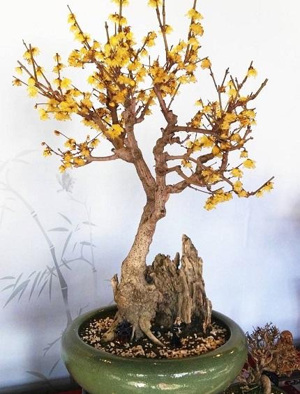 剛養盆景不懂澆水！ 那就先學入門篇，這些“澆水術語”你會嗎？