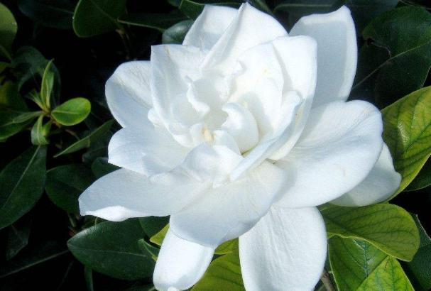 這兩種花居然可以“解毒”，家裡種植可以解決很多“小毛病”！