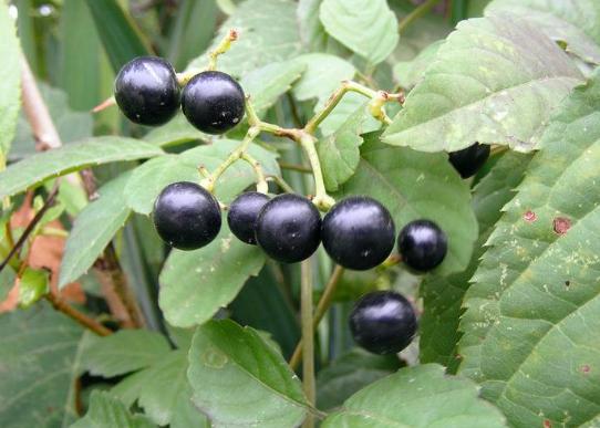 這兩種花居然可以“解毒”，家裡種植可以解決很多“小毛病”！