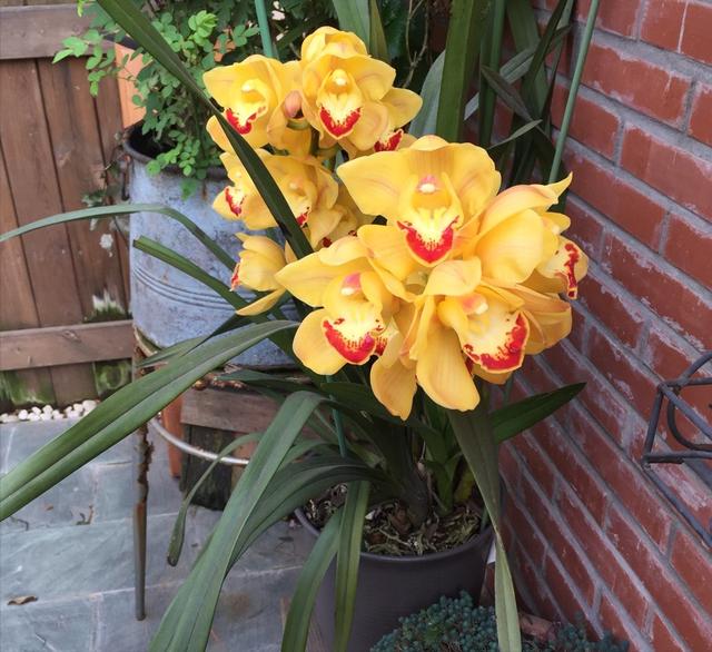 花大色艷花香濃郁，養蘭就養大將軍，開花爆盆，一盆變多盆