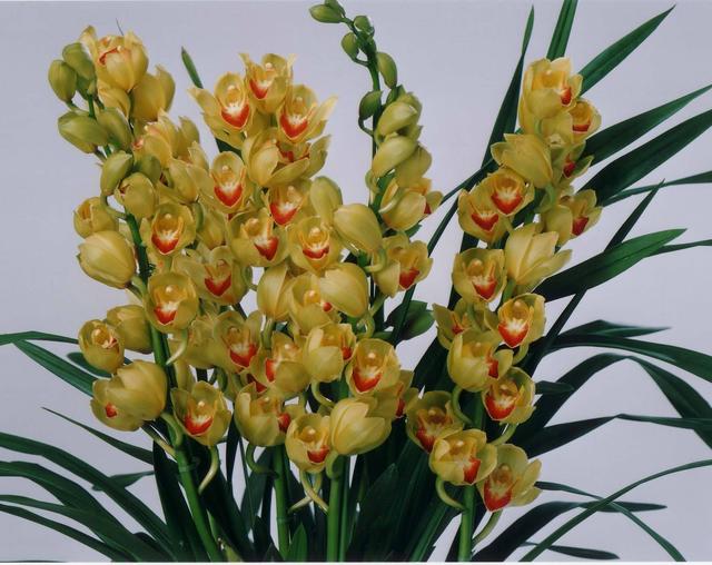 花大色艷花香濃郁，養蘭就養大將軍，開花爆盆，一盆變多盆