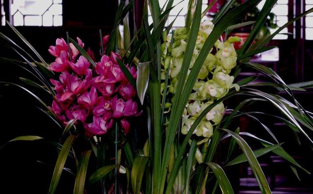 花大色艷花香濃郁，養蘭就養大將軍，開花爆盆，一盆變多盆