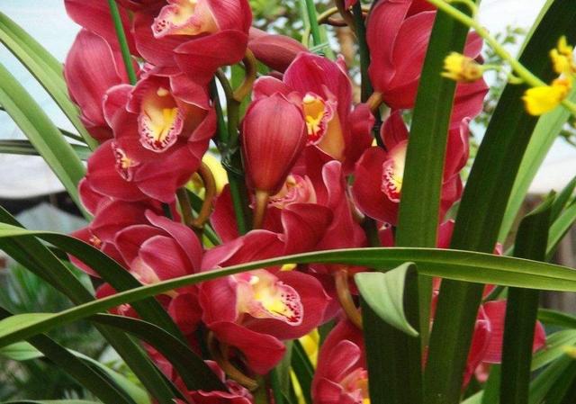 花大色艷花香濃郁，養蘭就養大將軍，開花爆盆，一盆變多盆