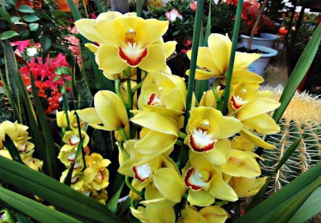 花大色艷花香濃郁，養蘭就養大將軍，開花爆盆，一盆變多盆