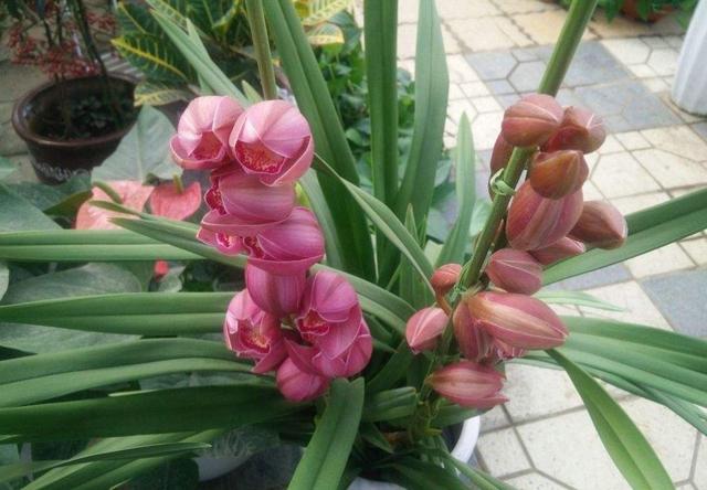 花大色艷花香濃郁，養蘭就養大將軍，開花爆盆，一盆變多盆