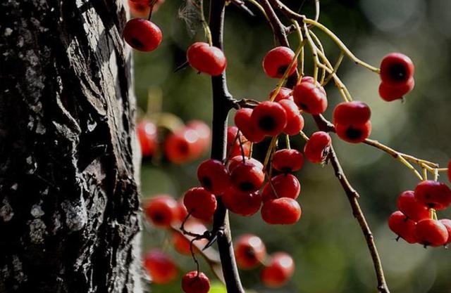 人到五十，要記住：有淚，偷偷流，有苦，默默受