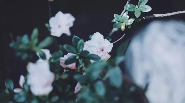 千萬別把善良給了狼！