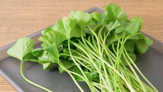 這種植物很“珍貴”，如果見到它趕緊摘下來，可以涼拌真不錯！