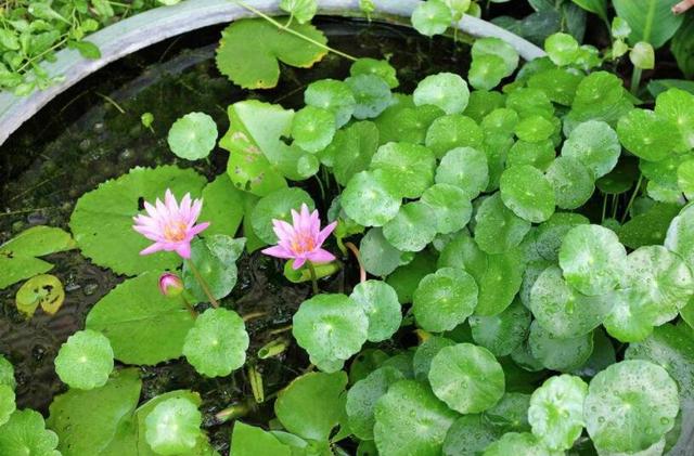 這種植物很“珍貴”，如果見到它趕緊摘下來，可以涼拌真不錯！