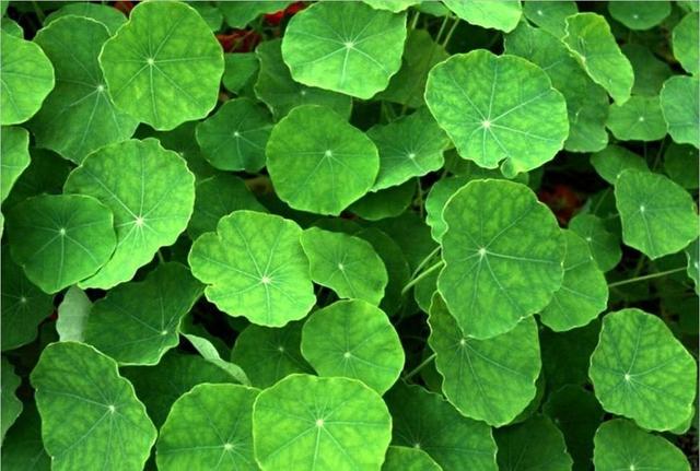 這種植物很“珍貴”，如果見到它趕緊摘下來，可以涼拌真不錯！