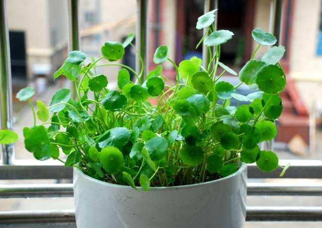 這種植物很“珍貴”，如果見到它趕緊摘下來，可以涼拌真不錯！