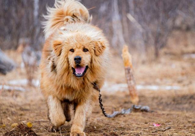 你以為狗狗在對著你“嗚嗚”哭，其實它是在向你表達這五種意思！