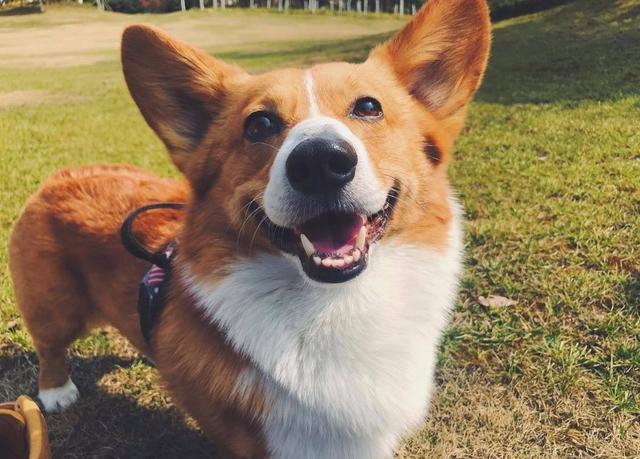 你以為狗狗在對著你“嗚嗚”哭，其實它是在向你表達這五種意思！