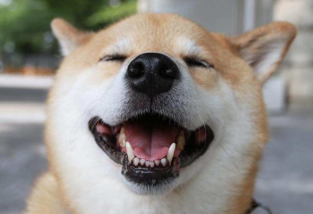 你以為狗狗在對著你“嗚嗚”哭，其實它是在向你表達這五種意思！