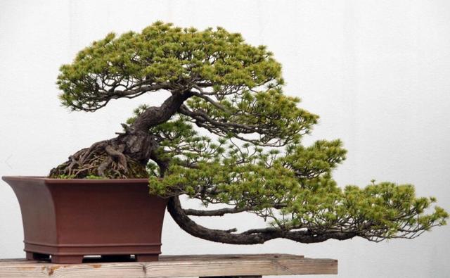 如何讓家養盆景更有價值？ “三步法”養護法，學會就能實現！