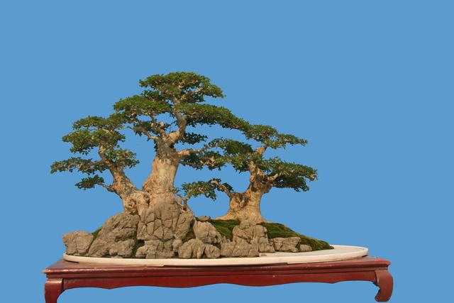 如何讓家養盆景更有價值？ “三步法”養護法，學會就能實現！