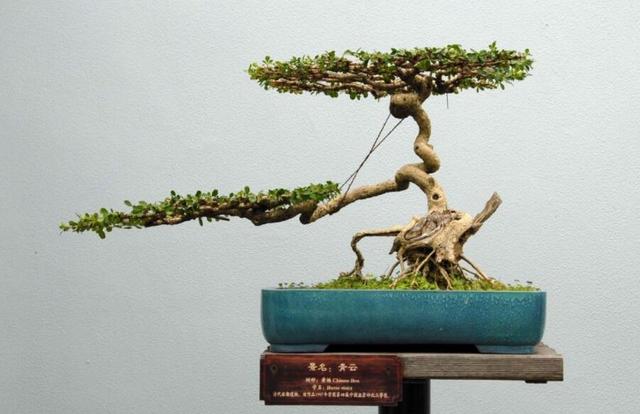 如何讓家養盆景更有價值？ “三步法”養護法，學會就能實現！