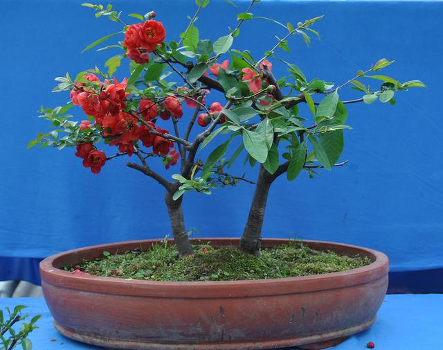 如何讓家養盆景更有價值？ “三步法”養護法，學會就能實現！