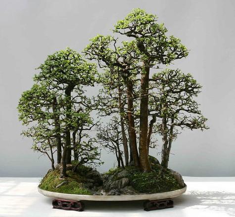 如何讓家養盆景更有價值？ “三步法”養護法，學會就能實現！