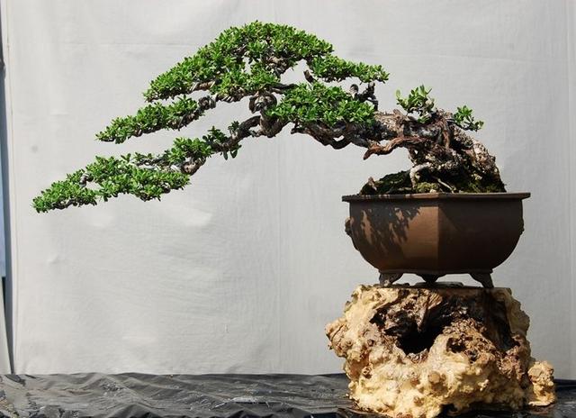 如何讓家養盆景更有價值？ “三步法”養護法，學會就能實現！