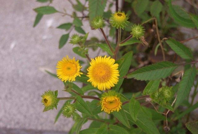 這種花可不是“野菊花”，它的藥用價值更高更珍貴，別錯過了