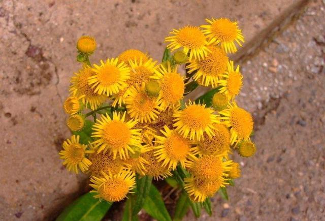 這種花可不是“野菊花”，它的藥用價值更高更珍貴，別錯過了